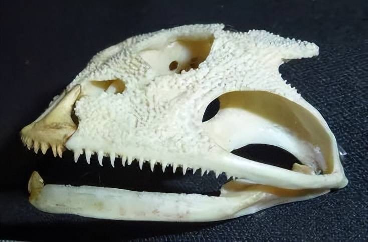 原创你见过有牙齿的青蛙吗这一种你可能再也见不到了