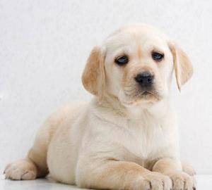 犬 猫出现红斑 肿胀和水疱是什么状况 该怎么治疗并防止抓痒 宠物 进行 症状