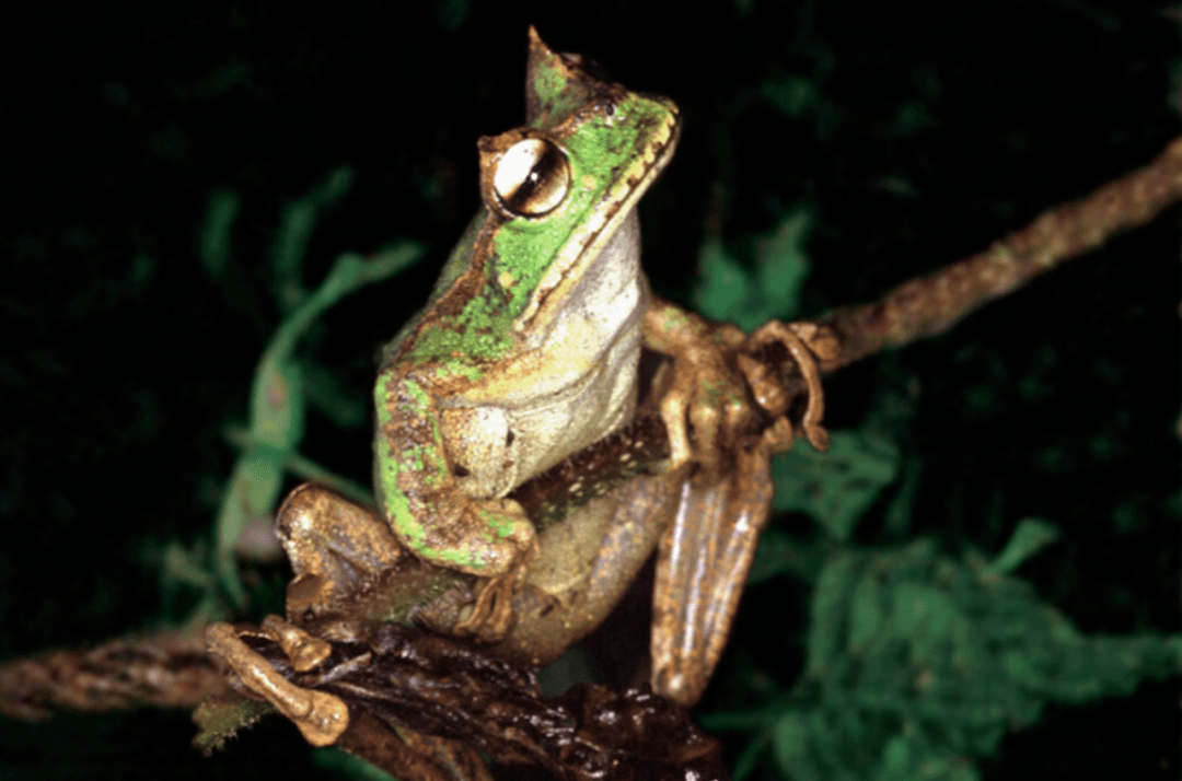 你见过有牙齿的青蛙吗?这一种你可能再也见不到了_上颌_下颚_进行
