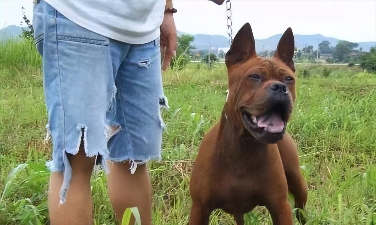 這是一種來自四川大山中的獵犬,在我國清朝古代,這種犬更是被皇家列為