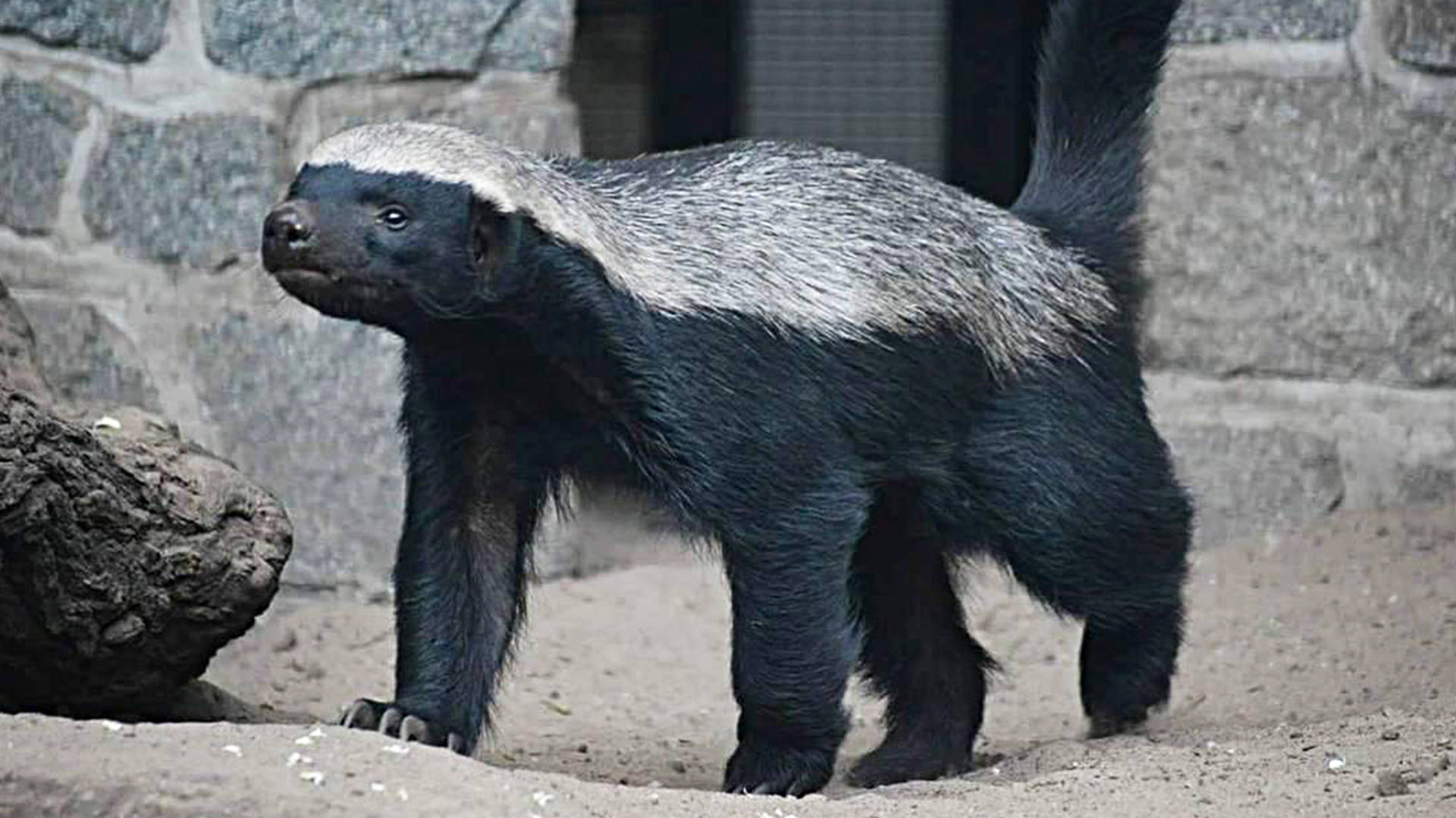 原创为啥动物园里看不到平头哥的踪影呢归根结底还是太嚣张