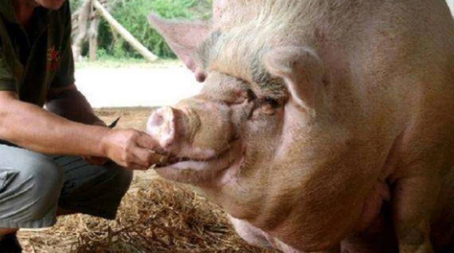 原创猪一辈子不杀能长多大2200斤猪王皈依佛门央视为其拍摄纪录片