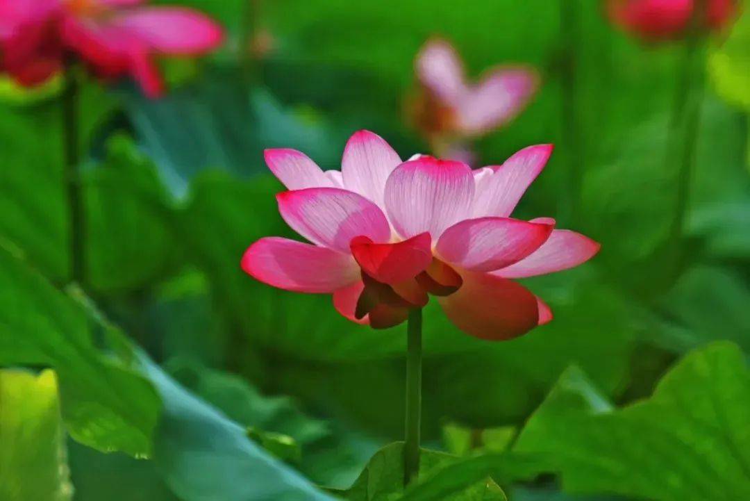 [转载]人活到极致，一定是素与简｜转载网络