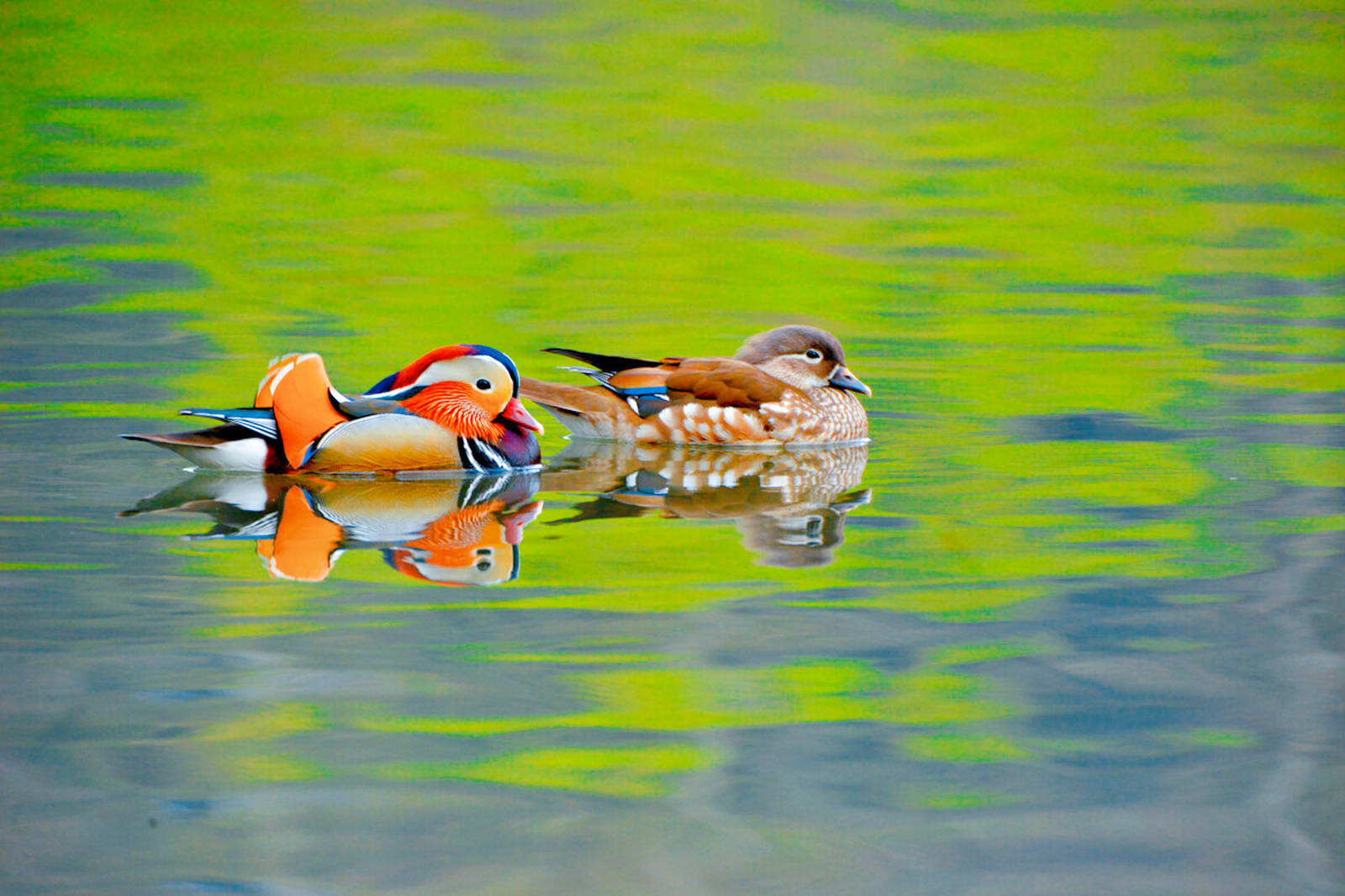 鸳鸯_生物_配偶