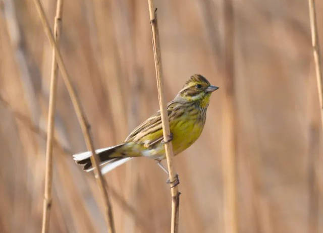 原创组图青头潜鸭震旦鸦雀中华秋沙鸭山东再现原生态之美