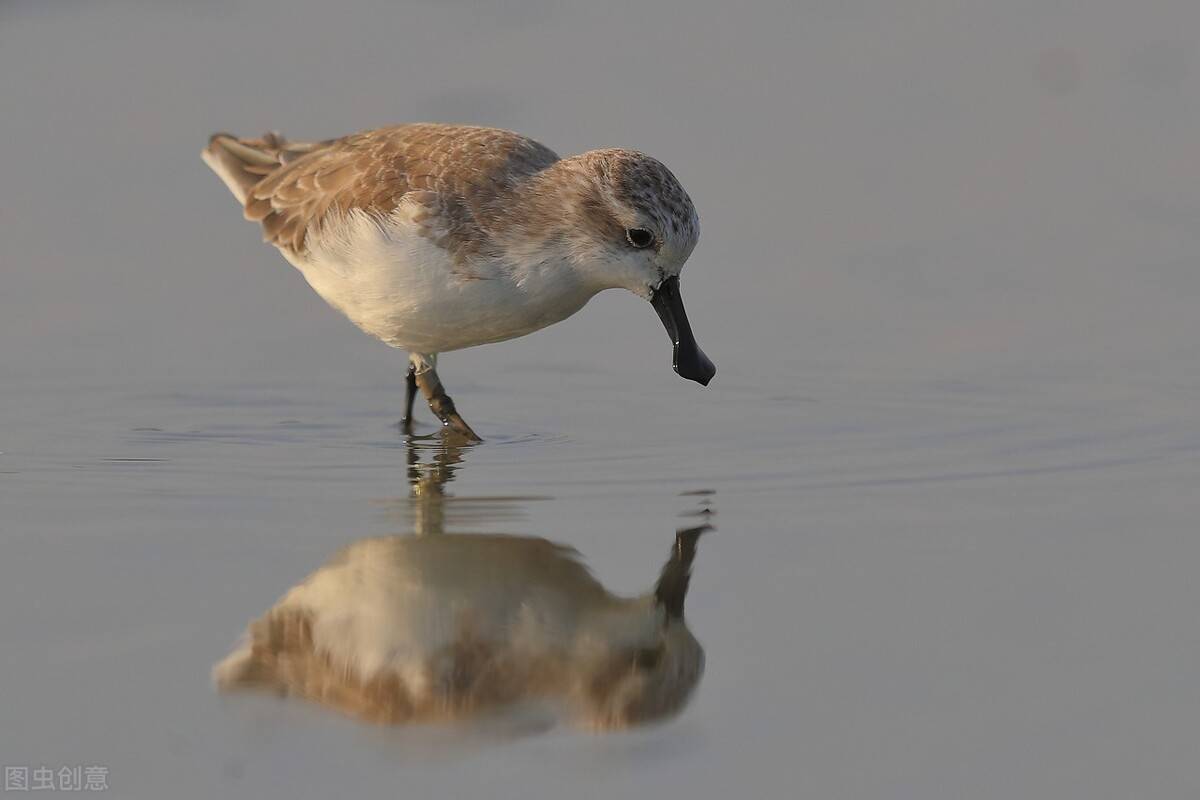 动物科普:嘴巴长得像勺子的勺嘴鹬_故事_河蚌_鸟类