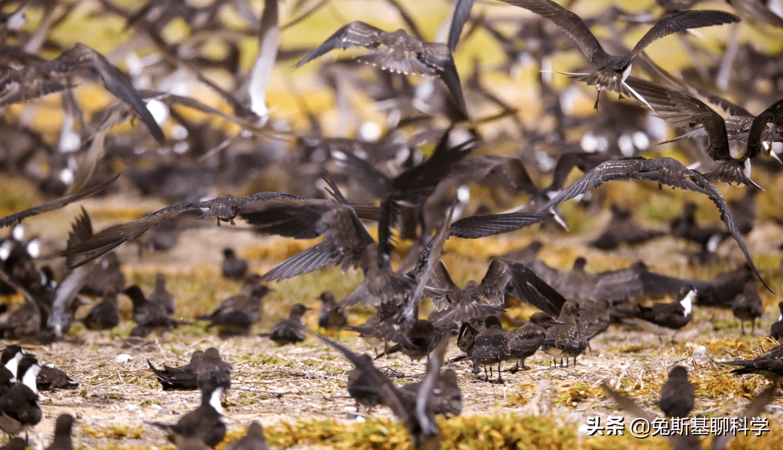 原创鱼是原始低等动物这些鱼远比我们想象的聪明绝对的高智商