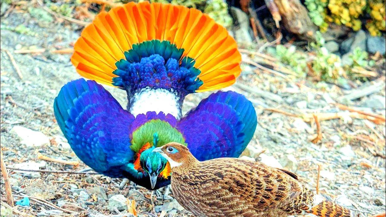 原创生物相册五彩缤纷的孔雀家族十多种会开屏的雉科动物