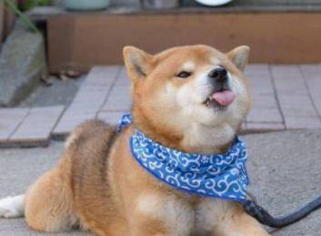 为啥日本人喜欢本土柴犬 而国人却看不起田园犬 原因在这 自然 中华 性格