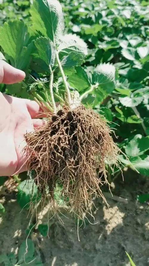 巴格尔功能肥爆发式生根养根护根新神器巴格尔生根型滴灌冲施肥