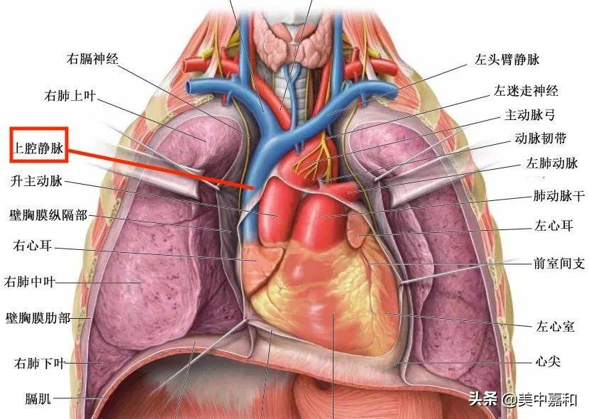 上肢,胸壁及部分胸腔脏器(简单说,上半身大部分)的静脉血经上腔静脉