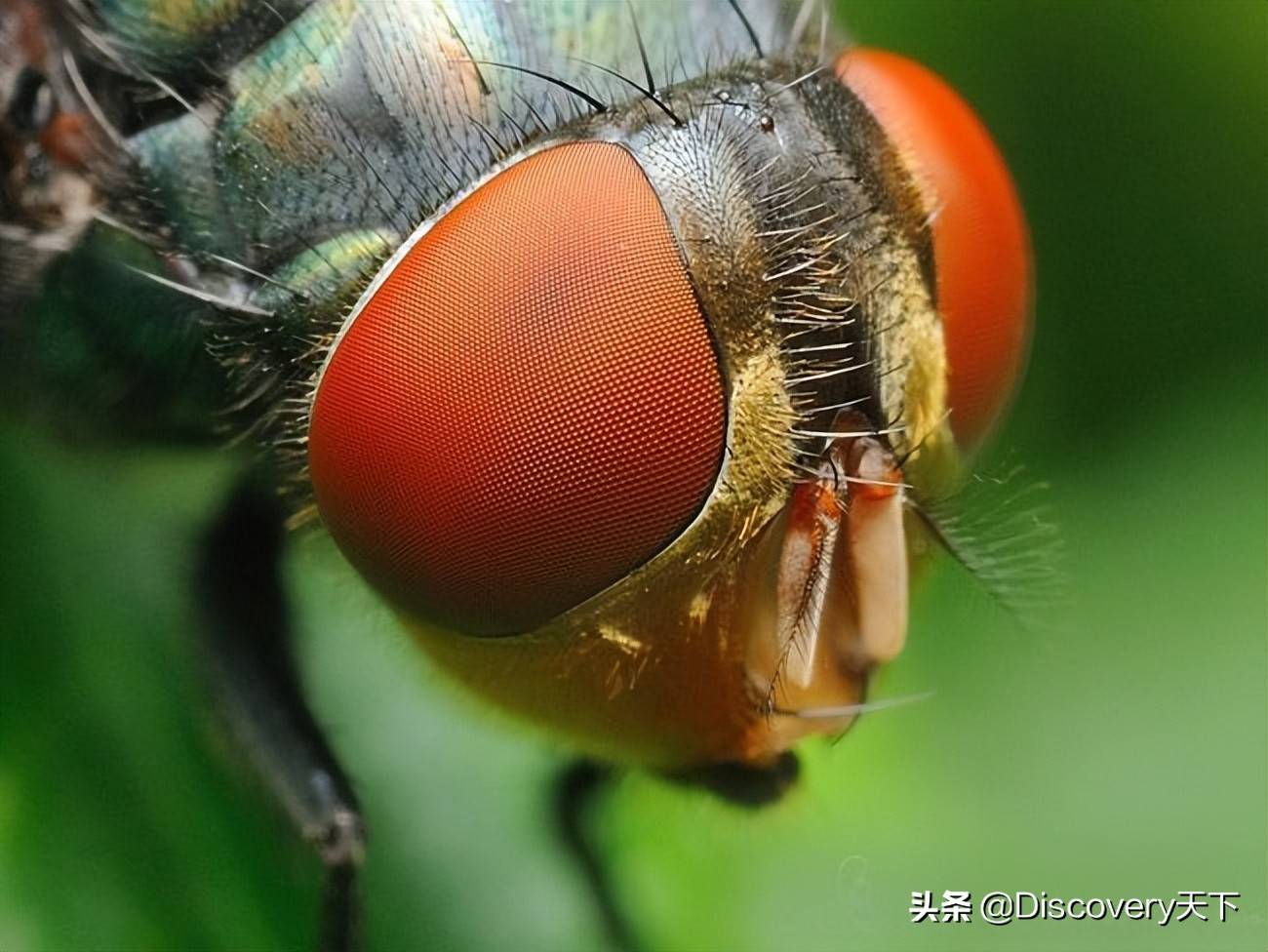 スズメバチの眼 | 北杜市オオムラサキセンター公式サイト