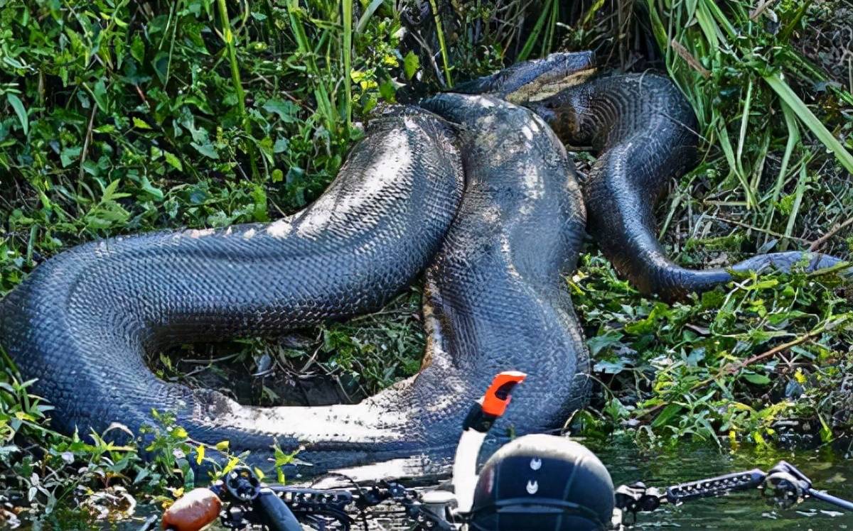 世界上最大的蛇有哪些