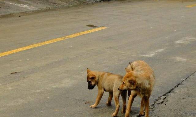 _動物_過程_狗狗