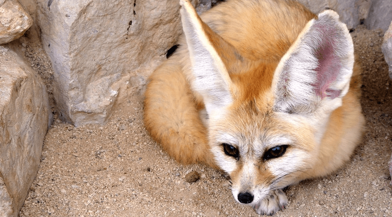 世界上最小的狐狸