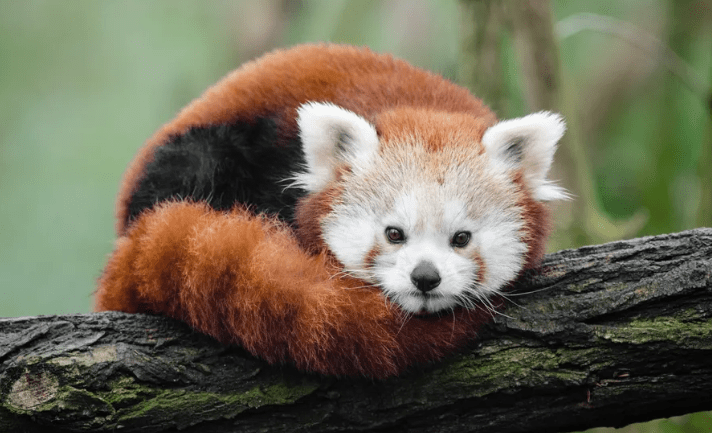 世界上最可爱的十种动物