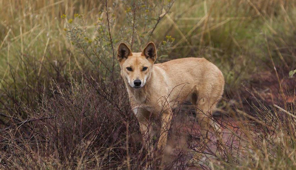 中国大黄狗,称霸澳洲,并且无法被驯化,听不懂英语?_野狗_大陆_图片