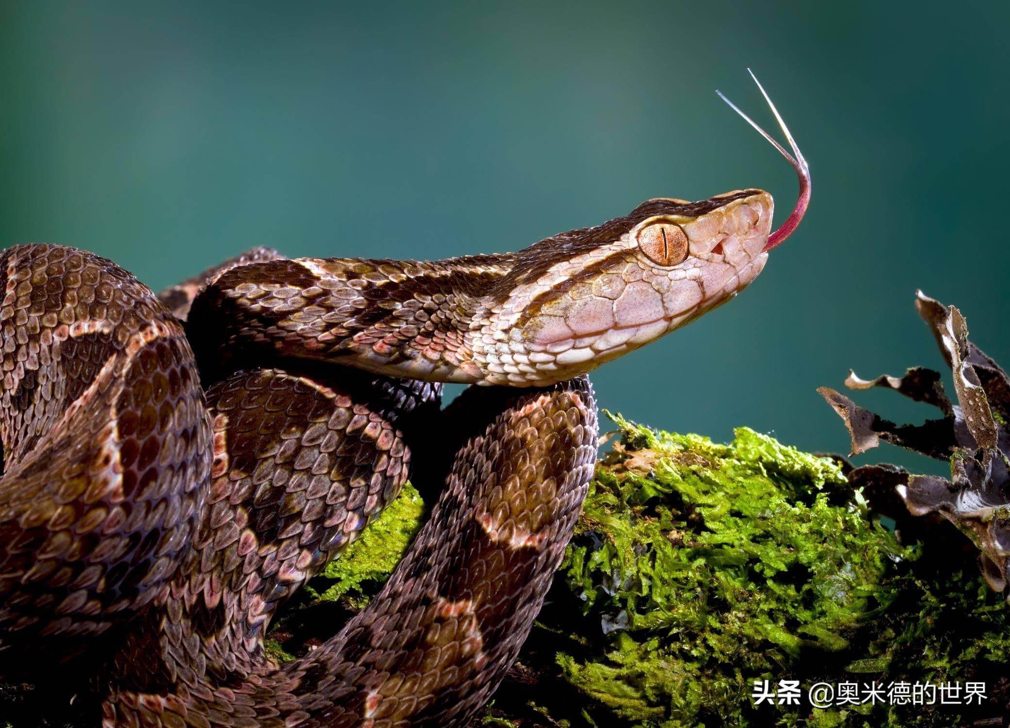十大冷血动物毒蛇图片