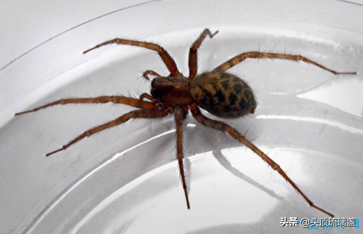世界10大有毒蜘蛛_毒液_症状_漏斗