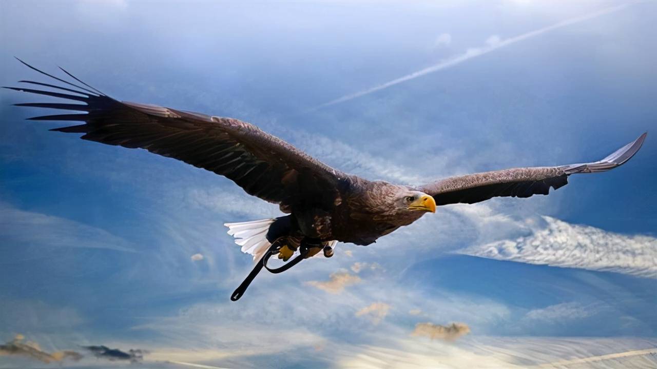 当世界上最大的老鹰遇上老虎,会发生什么?谁的战斗力更强?