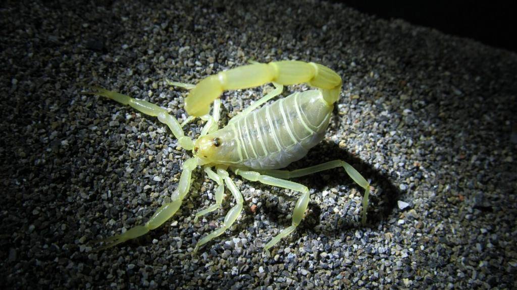 荧光蝎分布在中东,喜吃小蟋蟀,蜘蛛,中小型昆虫,甚至会吃一些动物或