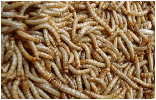 转化为二氧化碳,另一半则成为类似兔粪便的生物降解颗粒被排泄出体外