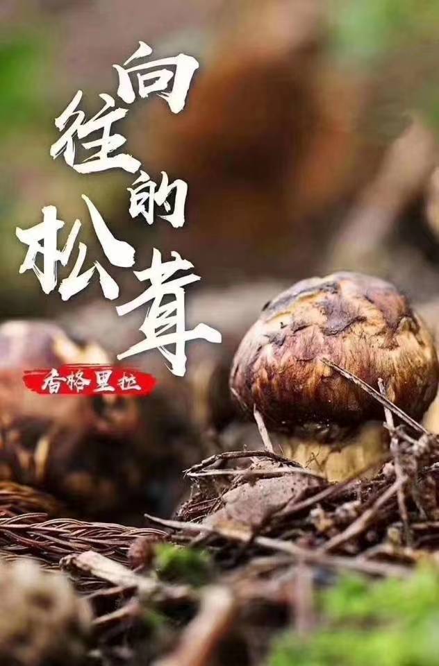 武陵山珍2022香格里拉松茸交易会今天启动松茸王1号以52万元成交