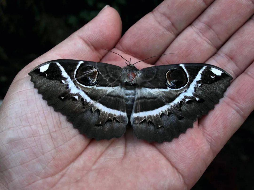拟态大师时尚潮主蛾子的世界比蝴蝶世界更多精彩纷呈