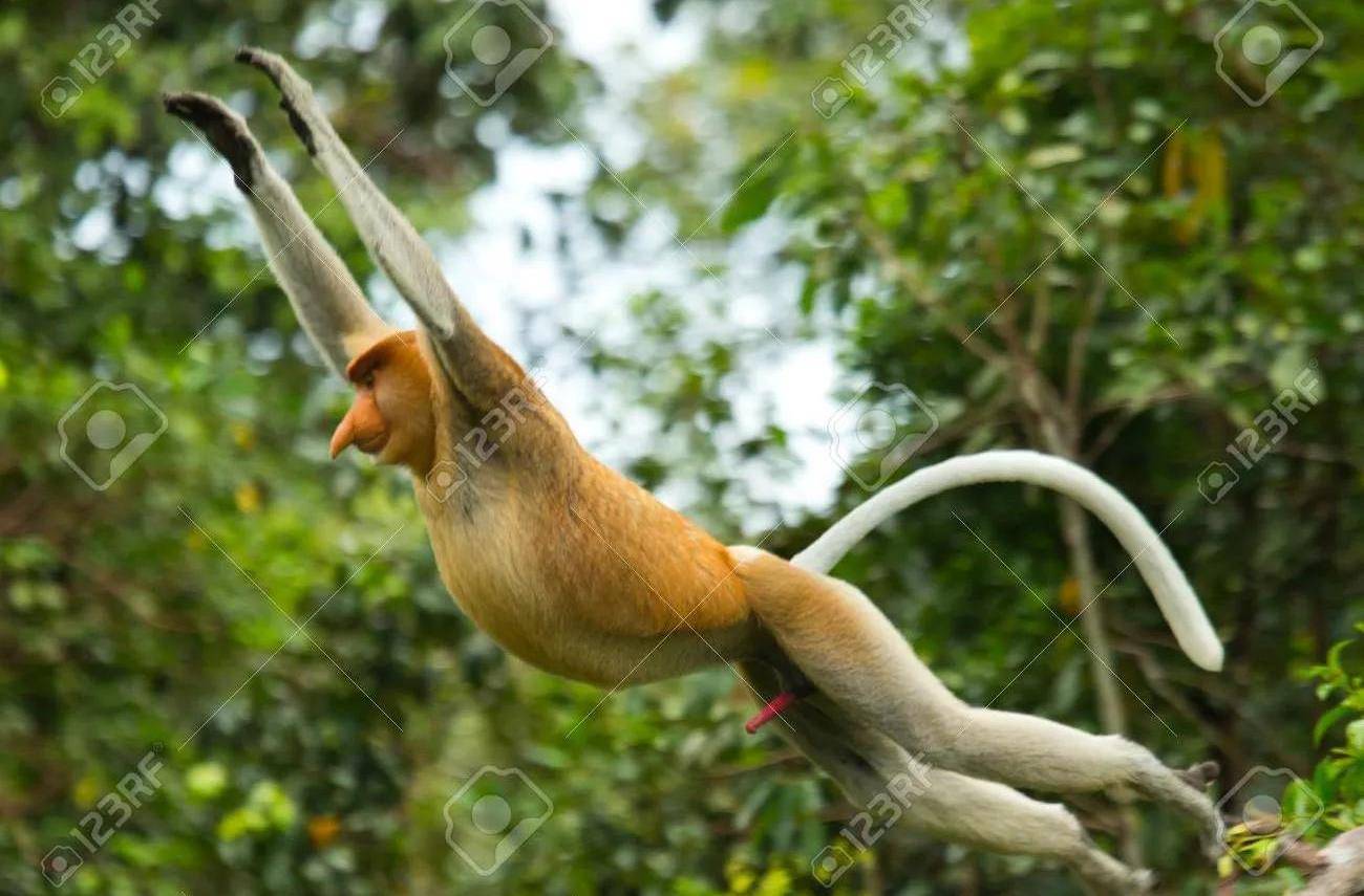 长鼻猴动物界中真正的长鼻王