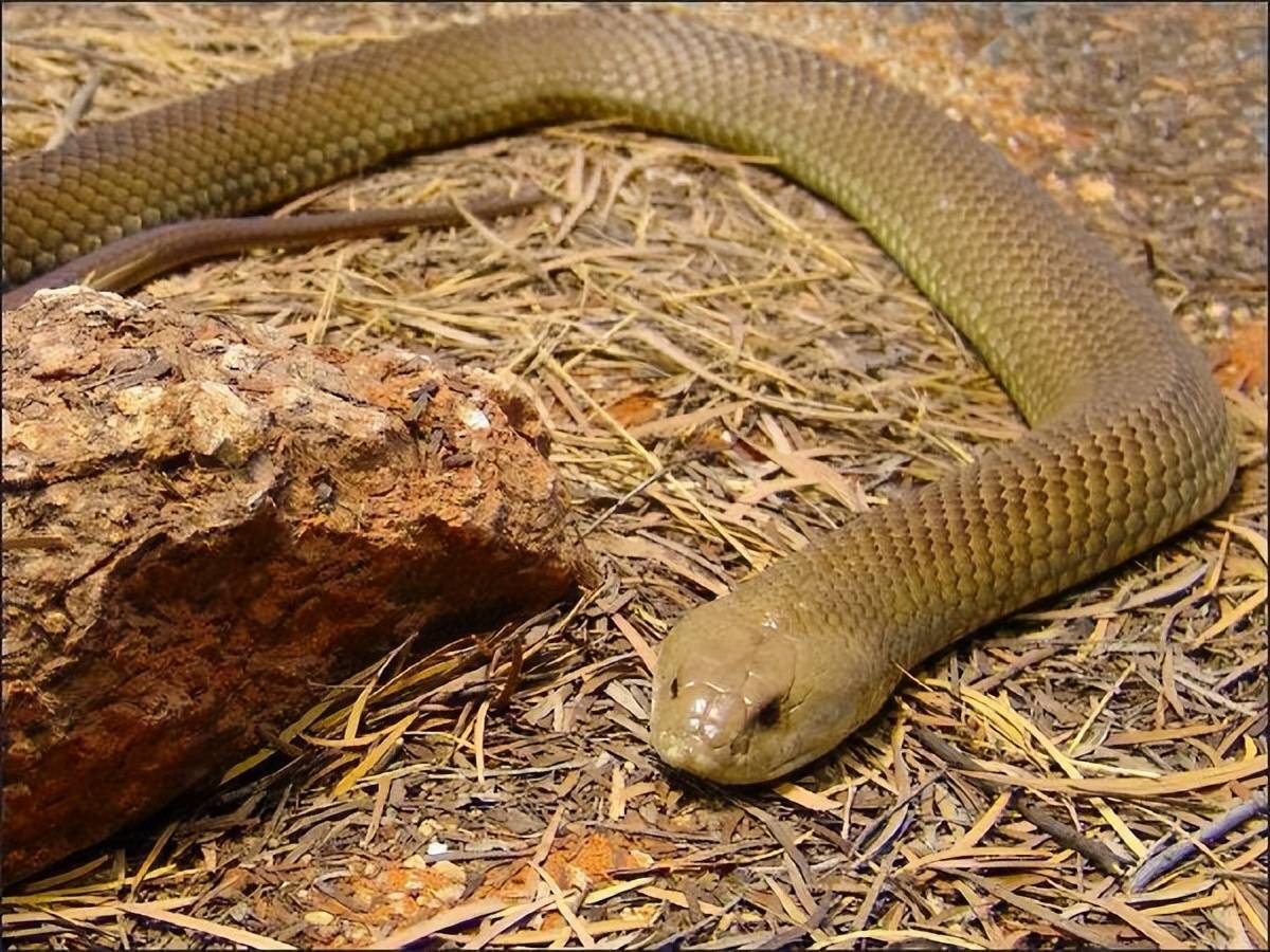 澳大利亚东部拟眼镜蛇:世界毒蛇排名第2!体长2米,体重2公斤.