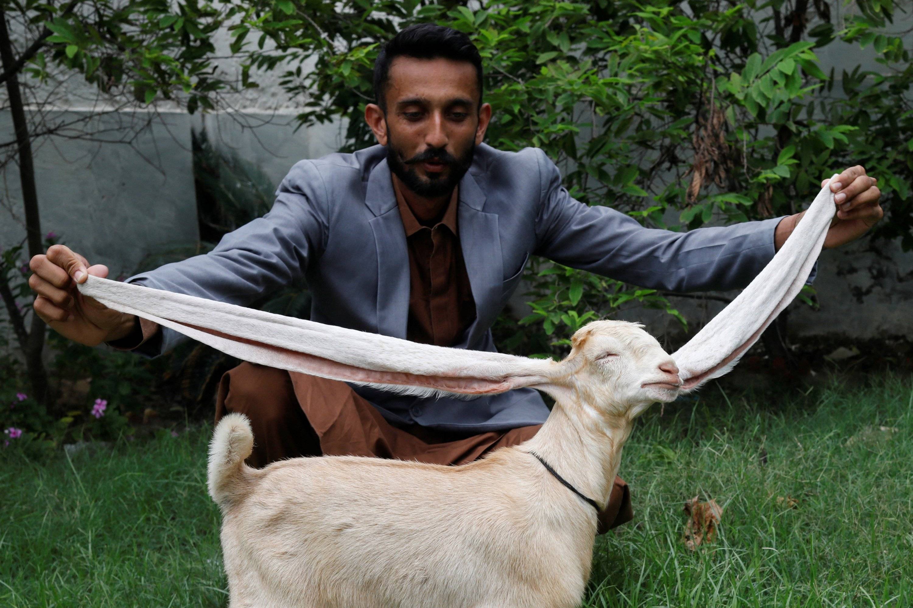 巴基斯坦进口活羊图片