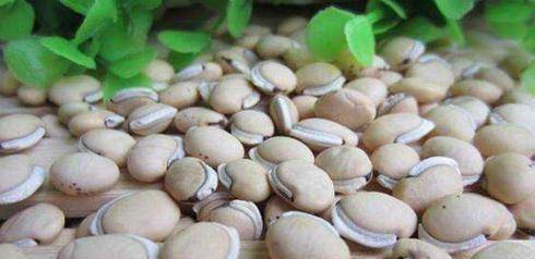 白豆也就是我们平时说的眉豆,它是植物菜豆的种子,它多为圆形或者扁圆