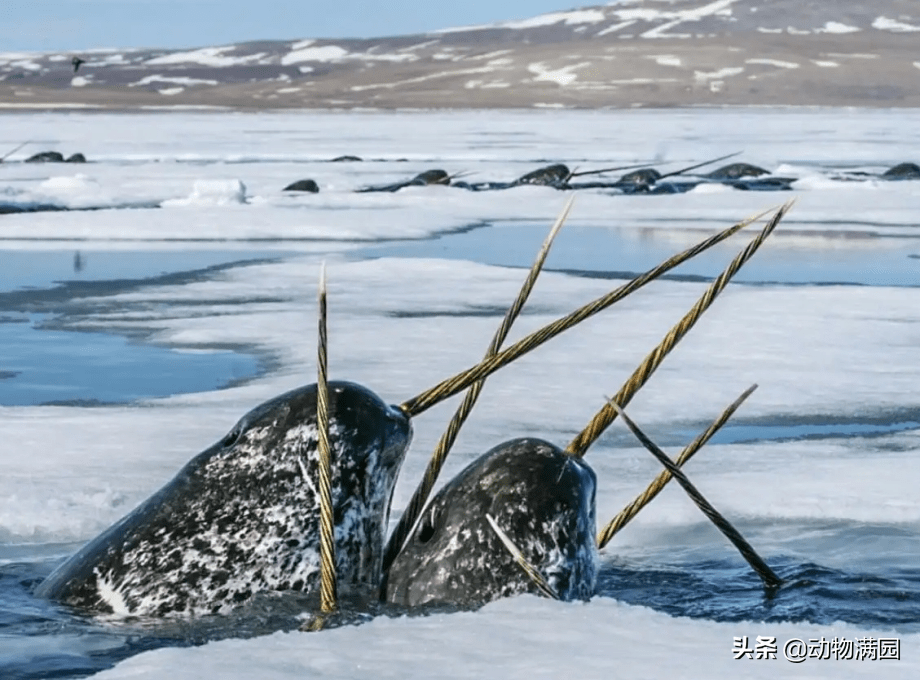 原创物种百科一角鲸