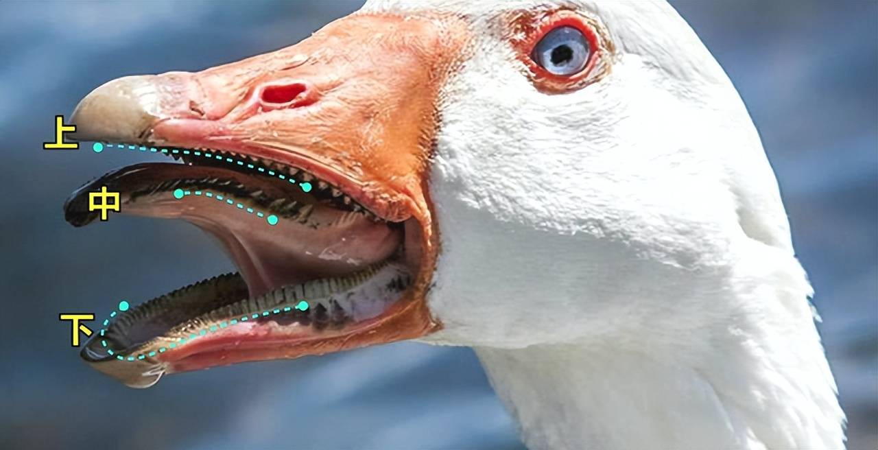 鸟类一般都没有牙齿,但是大白鹅的嘴里却长满了锯齿状的小颗粒,掰开