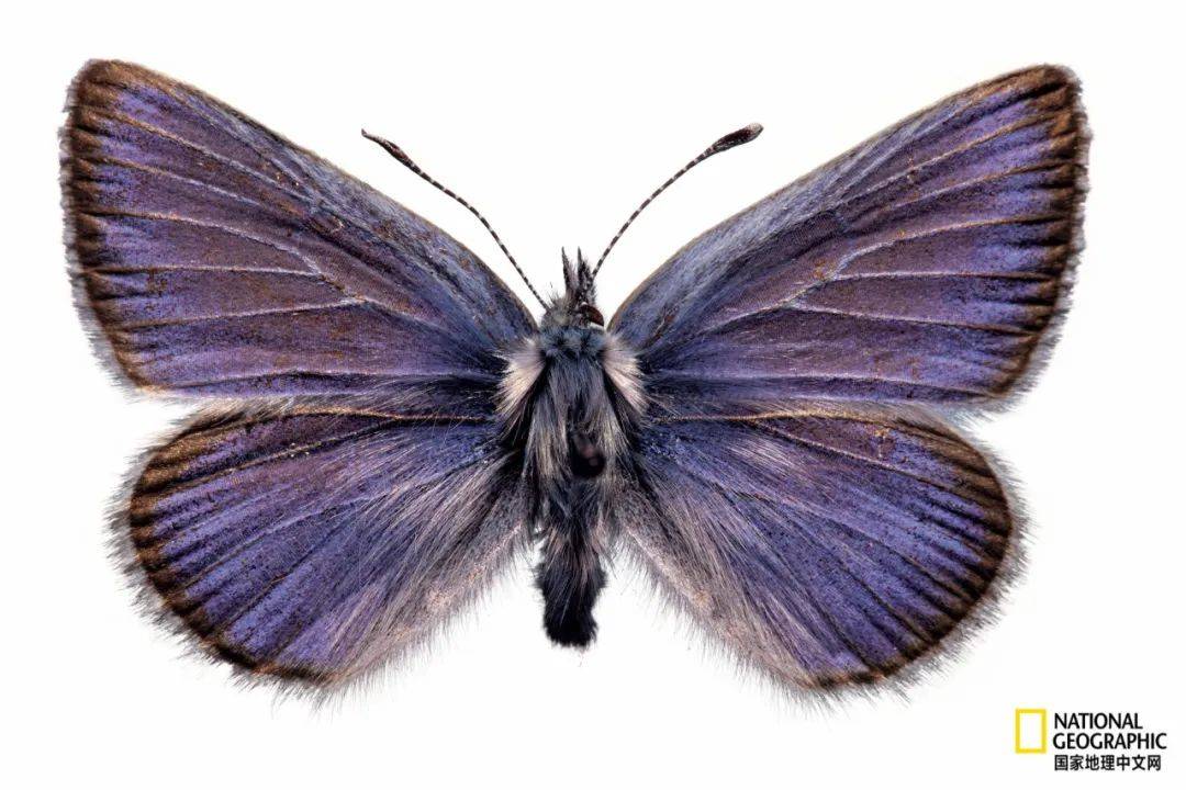 人们最后一次见到加利福尼亚甜灰蝶(glaucopsyche xerces)身影(展开仅