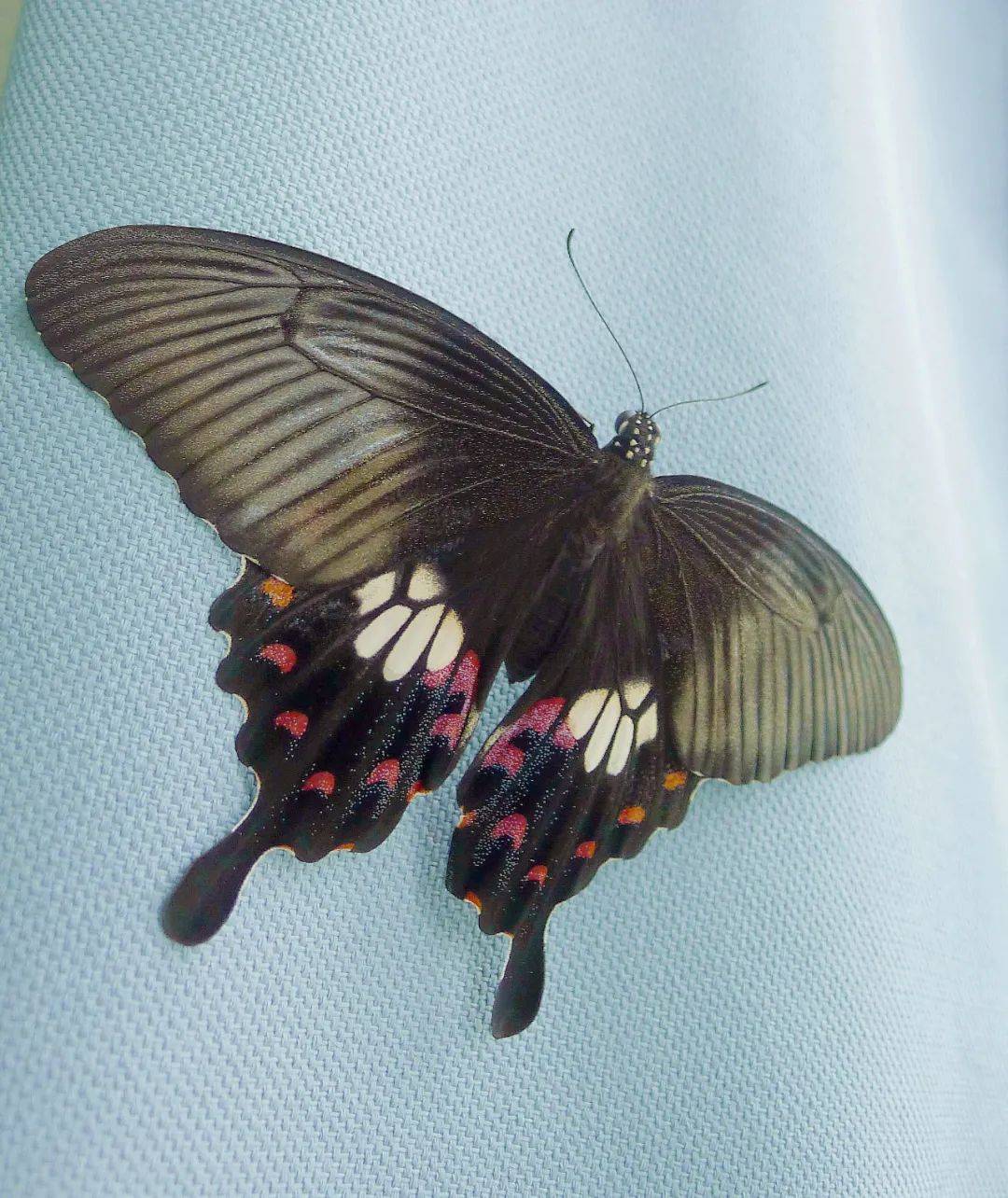 玉带凤蝶自然笔记图片