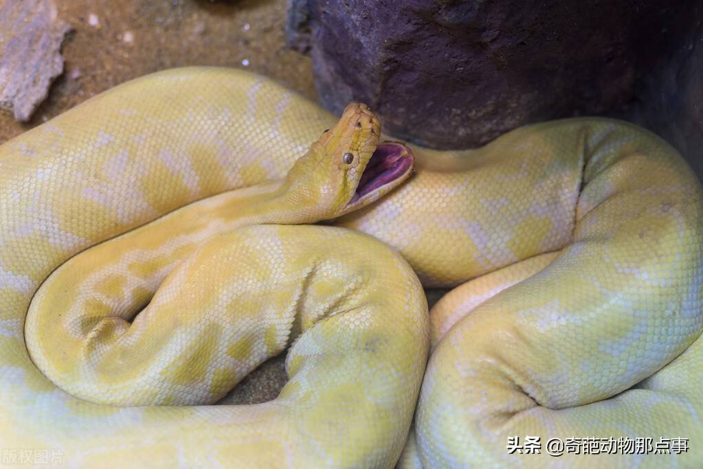 北京动物园黄金大蟒蛇图片