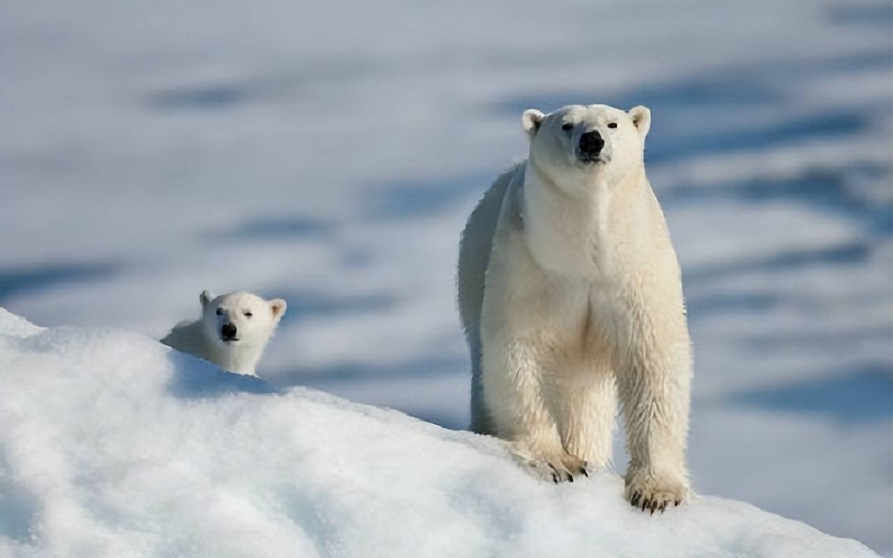 极地世界这个馆里看见企鹅和北极熊