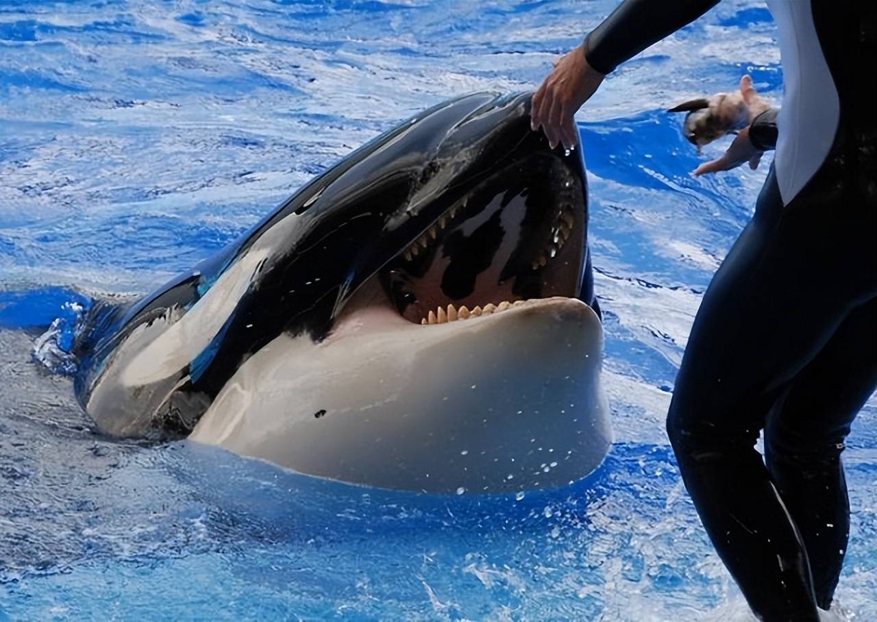 原创杀人鲸提里库姆一生杀死三名人类背后真相令人痛心疾首