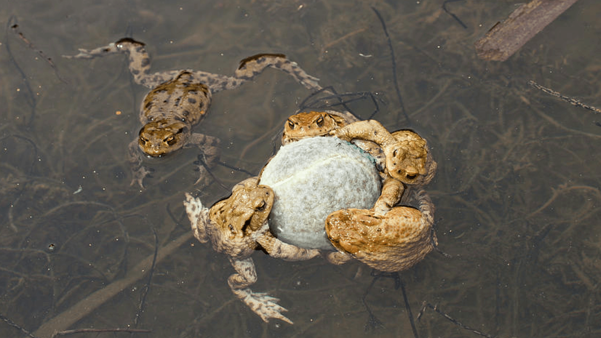 原创男子钓鱼发现4只蛤蟆抱着一个球蟾蜍抱物难道有什么兆头
