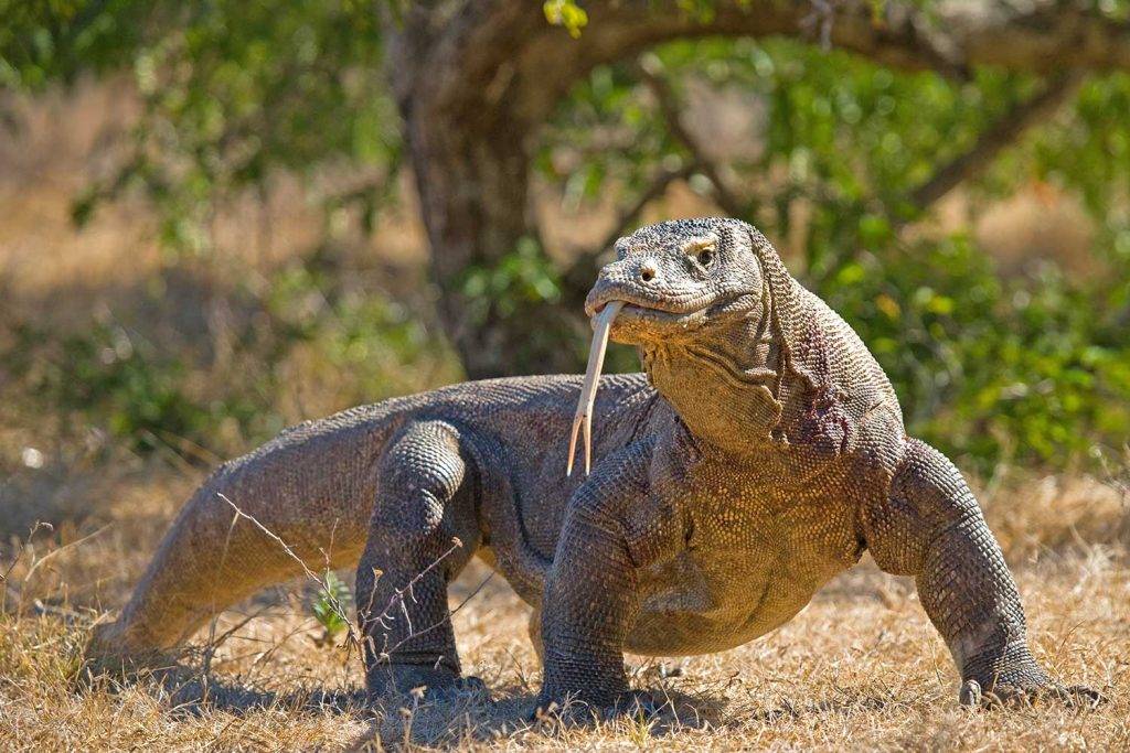 原创湾鳄vs科莫多巨蜥谁才是地表最强爬行动物呢