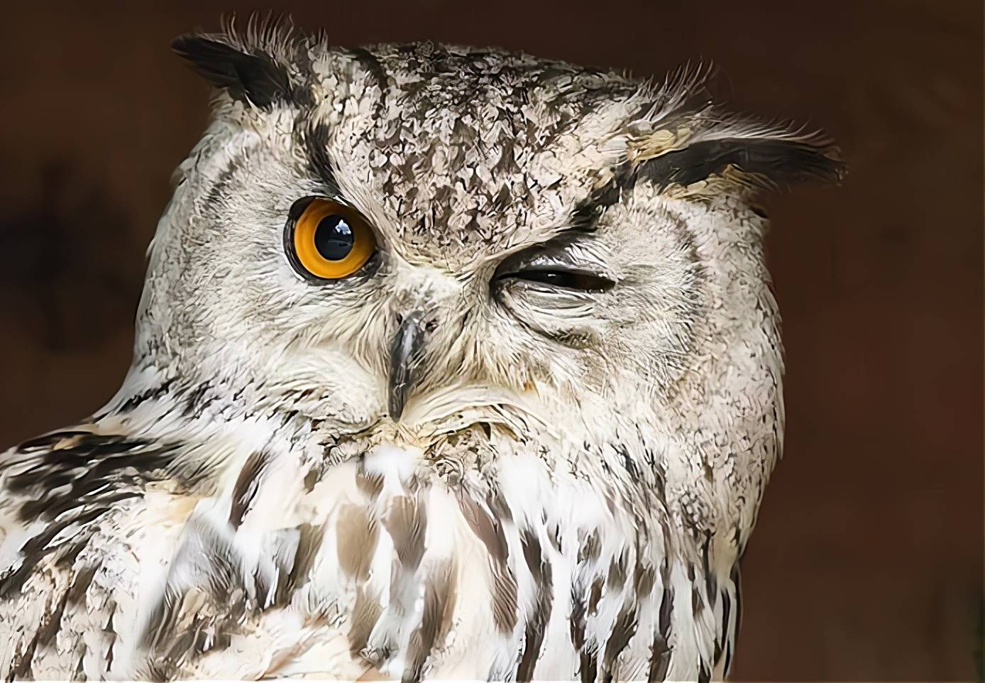 一个典型的例子就是猫头鹰,当我们看到猫头鹰在"睁一只眼闭一只眼"的