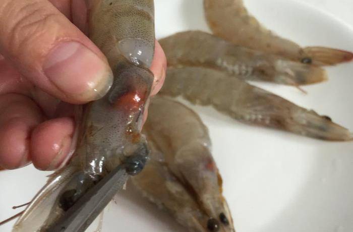 虾头里面的是"黄"还是"屎",到底能不能吃?