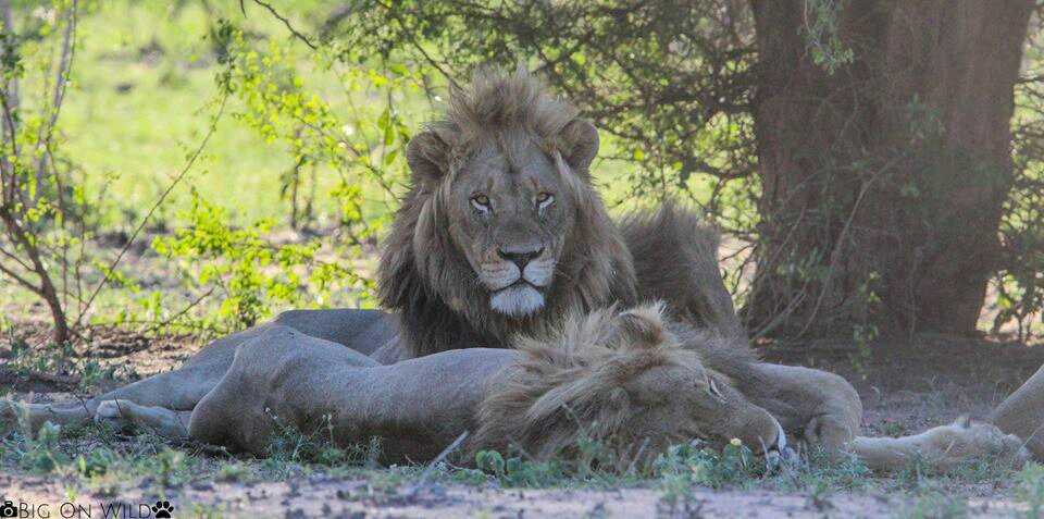 原创克鲁格最强雄狮联盟之一曼联雄狮mantimahle雄狮简介