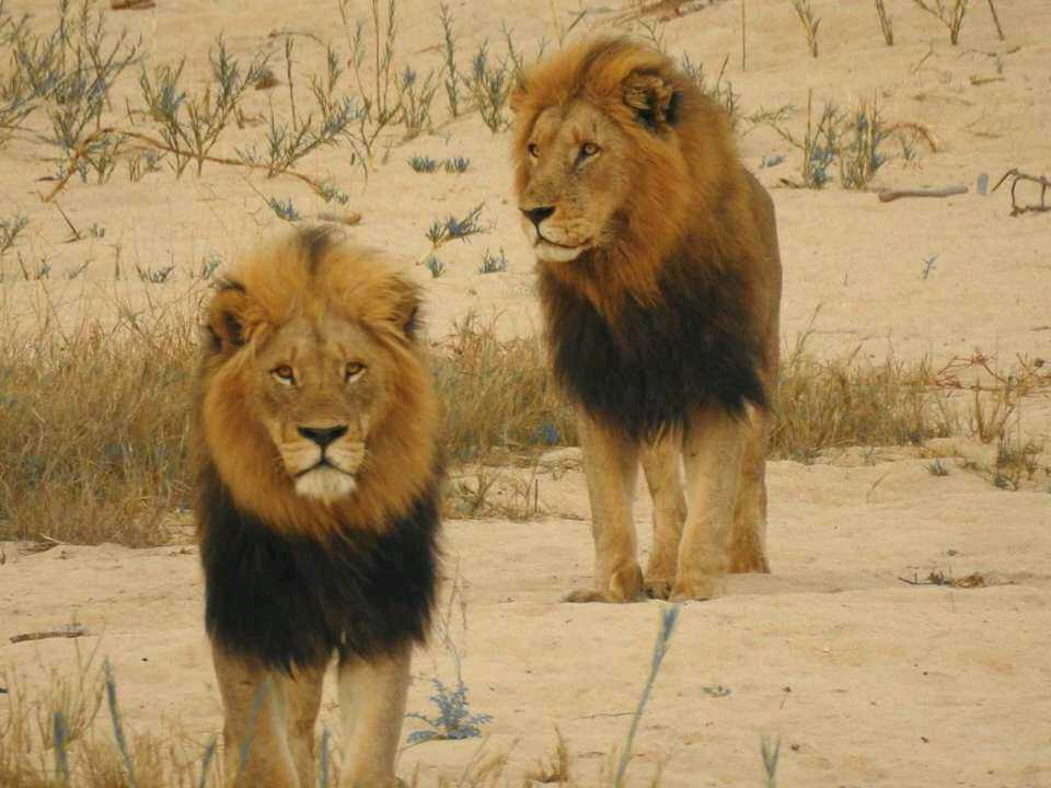 原创克鲁格最强雄狮联盟之一曼联雄狮mantimahle雄狮简介