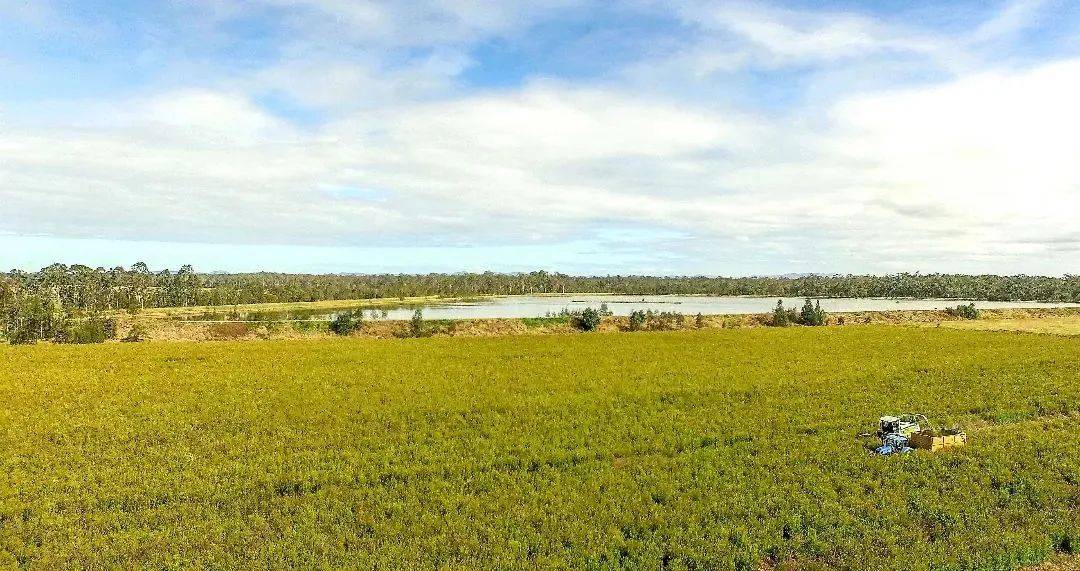 茶树精油收割季带你走进澳洲茶树庄园