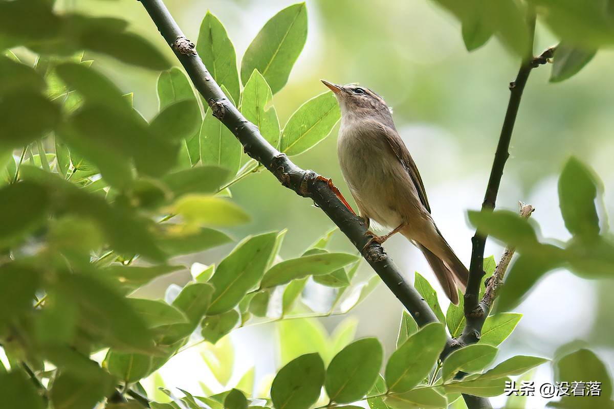 京城林鸟迁徙季在树林花草丛中拍摄各种柳莺49图