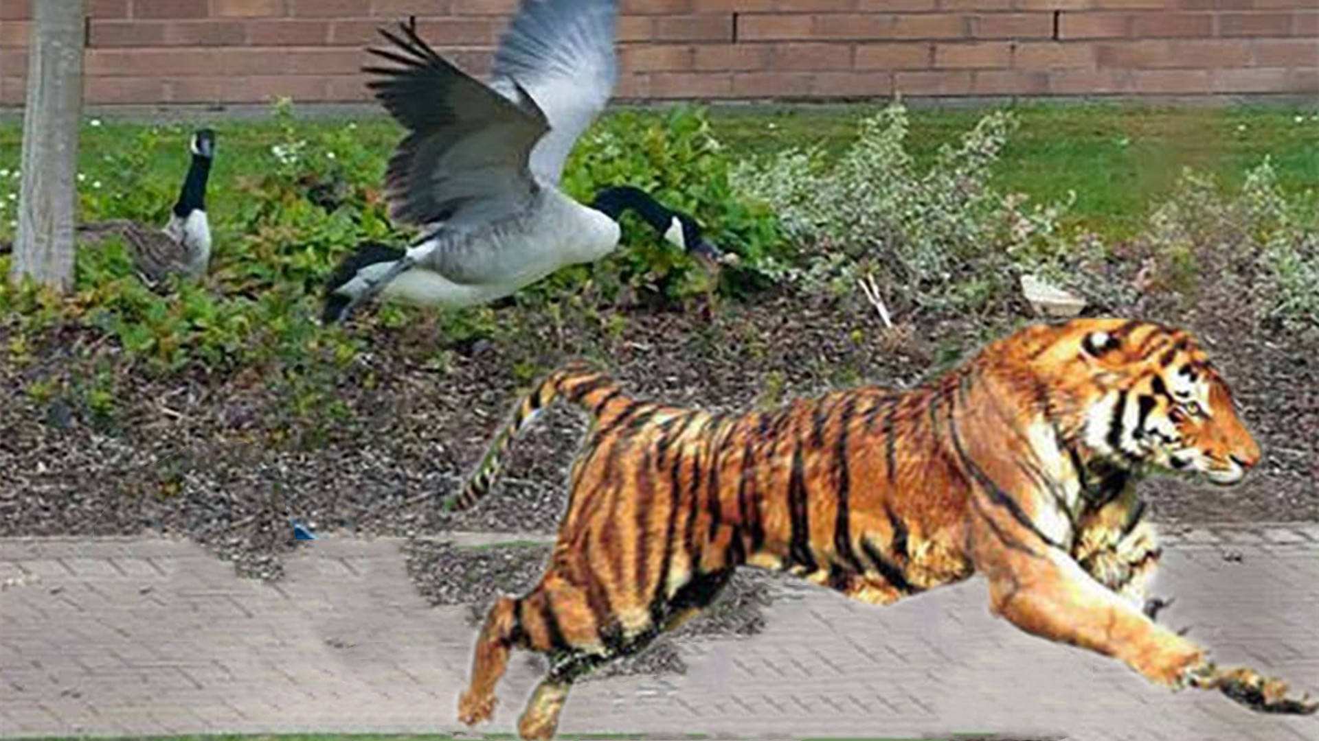 动物界神话大鹅老虎蟒蛇一见就跑它的3大武器你知道吗