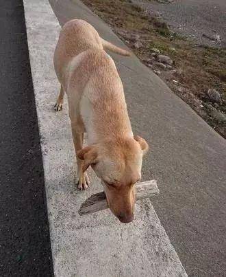 原創好心人餵養的流浪狗從來不吃白食每次都帶上禮物來換吃的