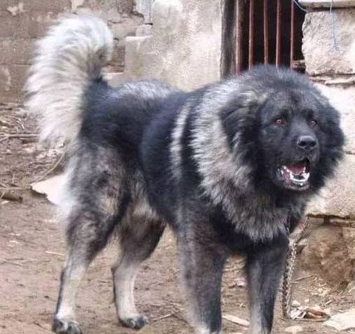 北欧巨兽 高加索犬 俄罗斯国宝犬种 养了这狗才是真有安全感 狗狗 主人 人家